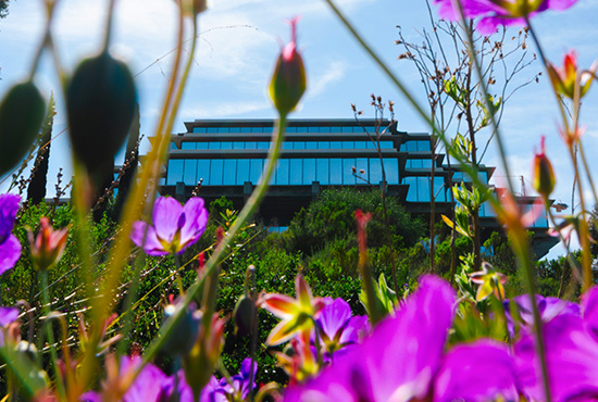 A view of the Geisel Library with fuchsia flowers in the foreground.